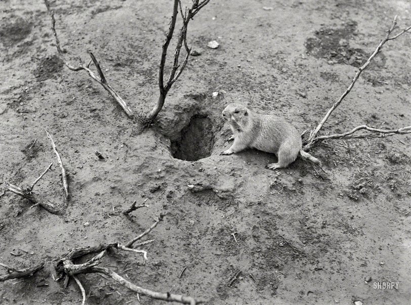 SHORPY 8b31562a.preview