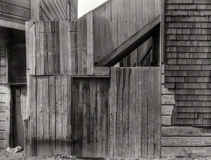 SHORPY 8b13834a.preview