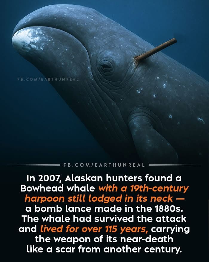 9ada9cd0e7ff6ad5baf155e477599270