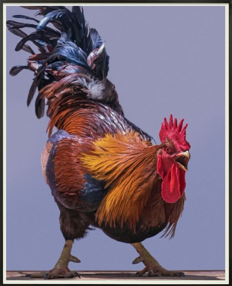 1a016698a86880027e4feb5a607ea197