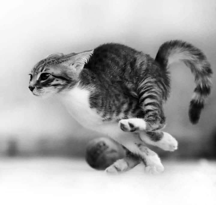 1f8ad77132e943119c9ed53ebdc486ad