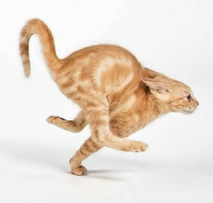 Screenshot Screenshot