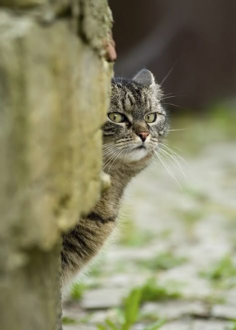 a82e76295deb4f440fc4d04b85fda448