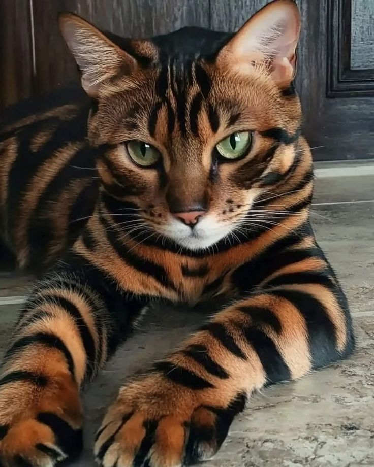 41ed586cf60f1347066e17f5f6cdca06