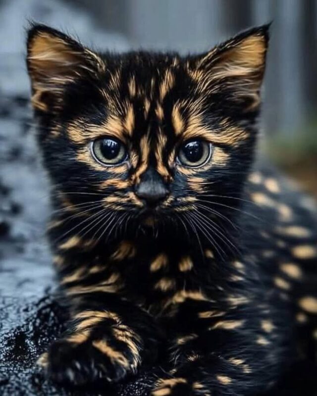 a451d850da0082e1f5bdaa3bd0e911dd a451d850da0082e1f5bdaa3bd0e911dd